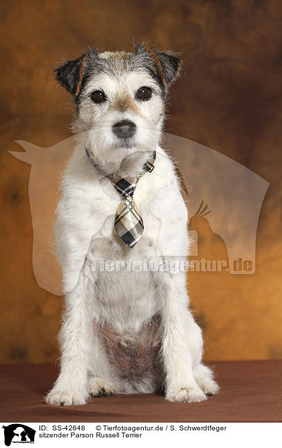 sitzender Parson Russell Terrier / SS-42648