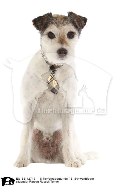 sitzender Parson Russell Terrier / SS-42715