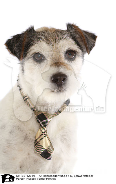 Parson Russell Terrier Portrait / SS-42716