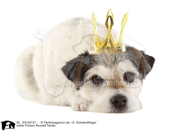ser Parson Russell Terrier / SS-42721