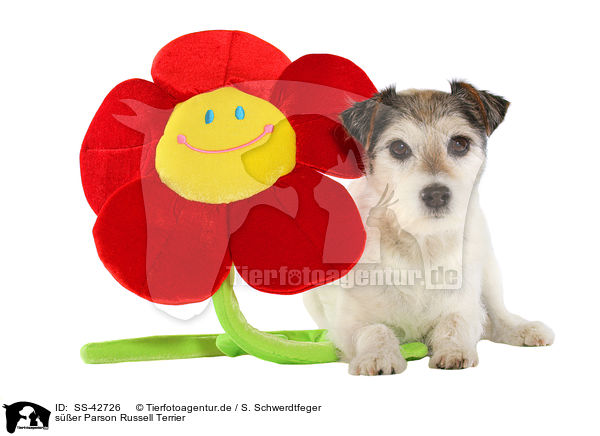 ser Parson Russell Terrier / SS-42726