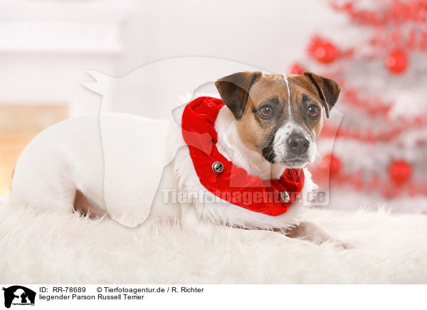 liegender Parson Russell Terrier / RR-78689