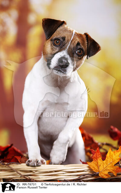 Parson Russell Terrier / Parson Russell Terrier / RR-78701