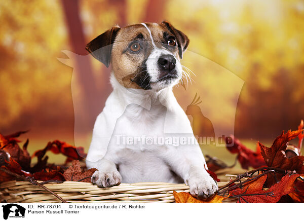 Parson Russell Terrier / Parson Russell Terrier / RR-78704