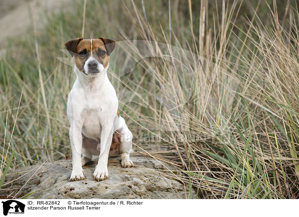sitzender Parson Russell Terrier / sitting Parson Russell Terrier / RR-82842