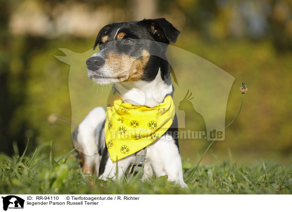 liegender Parson Russell Terrier / lying Parson Russell Terrier / RR-94110