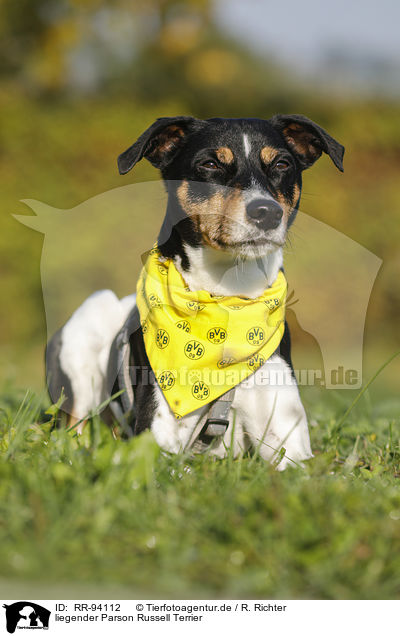 liegender Parson Russell Terrier / lying Parson Russell Terrier / RR-94112