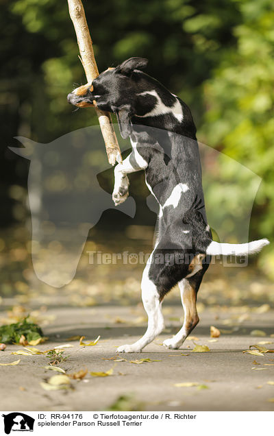 spielender Parson Russell Terrier / playing Parson Russell Terrier / RR-94176