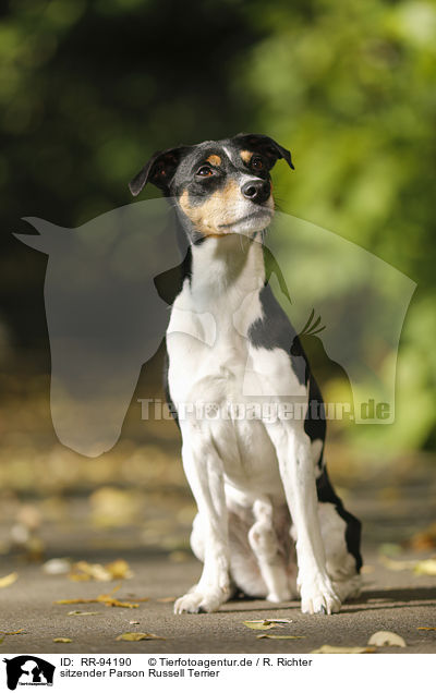 sitzender Parson Russell Terrier / sitting Parson Russell Terrier / RR-94190