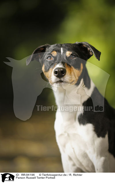 Parson Russell Terrier Portrait / Parson Russell Terrier Portrait / RR-94196