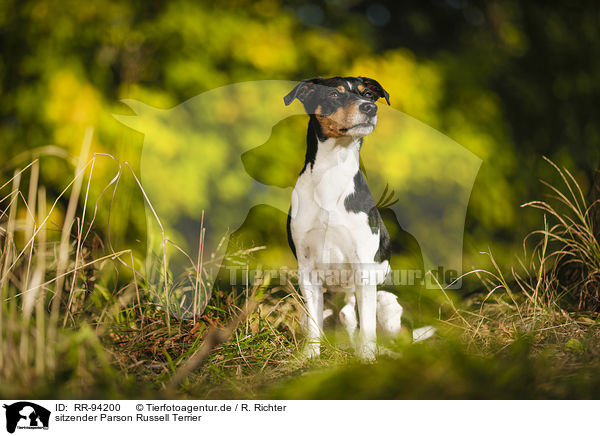 sitzender Parson Russell Terrier / sitting Parson Russell Terrier / RR-94200