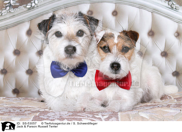 Jack & Parson Russell Terrier / SS-53057