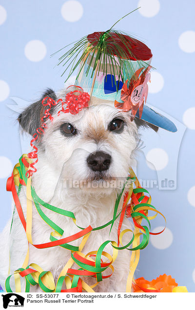 Parson Russell Terrier Portrait / SS-53077