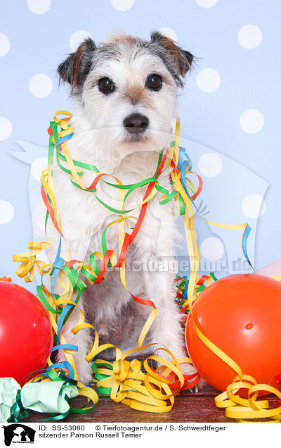 sitzender Parson Russell Terrier / sitting Parson Russell Terrier / SS-53080