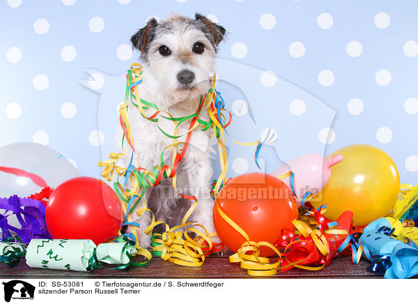 sitzender Parson Russell Terrier / sitting Parson Russell Terrier / SS-53081