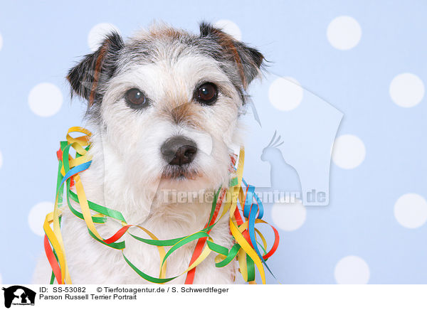 Parson Russell Terrier Portrait / Parson Russell Terrier Portrait / SS-53082