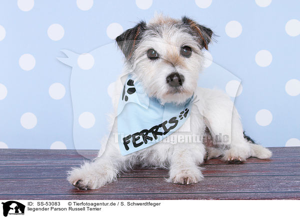 liegender Parson Russell Terrier / lying Parson Russell Terrier / SS-53083