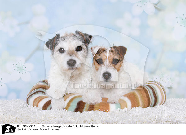 Jack & Parson Russell Terrier / Jack & Parson Russell Terrier / SS-53113