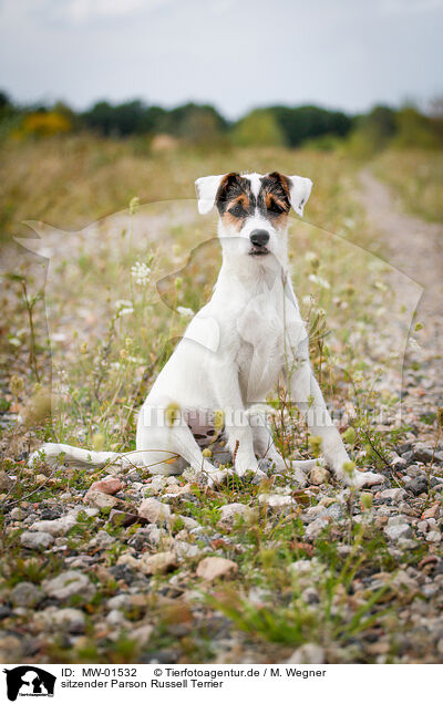 sitzender Parson Russell Terrier / sitting Parson Russell Terrier / MW-01532