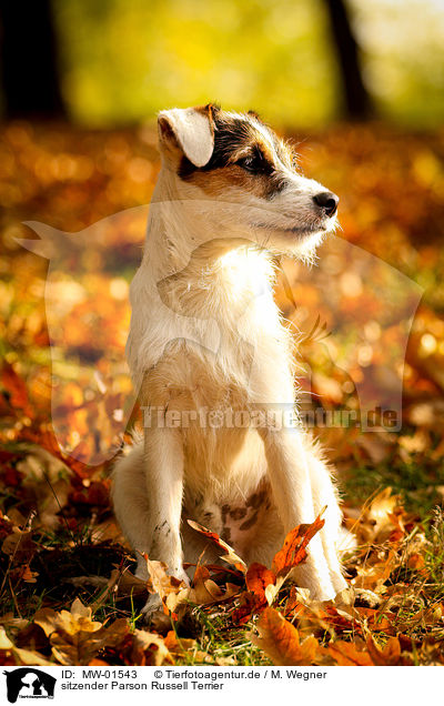 sitzender Parson Russell Terrier / MW-01543
