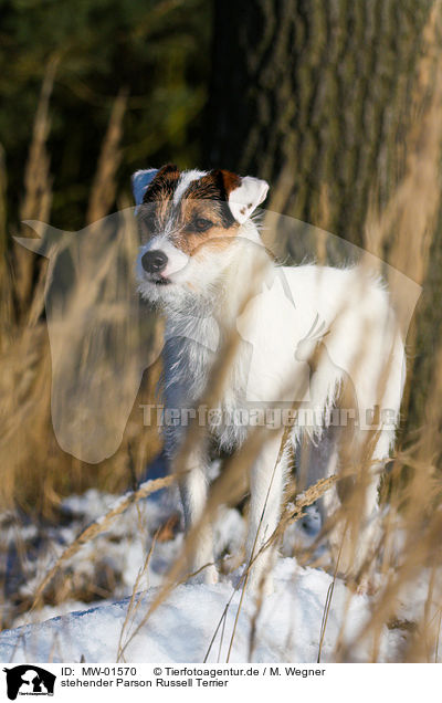 stehender Parson Russell Terrier / MW-01570