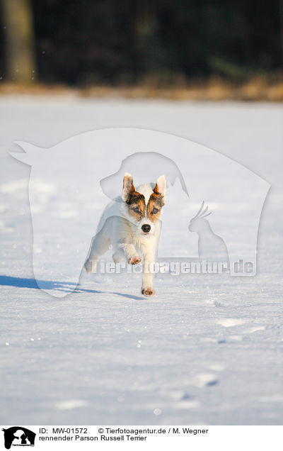 rennender Parson Russell Terrier / MW-01572