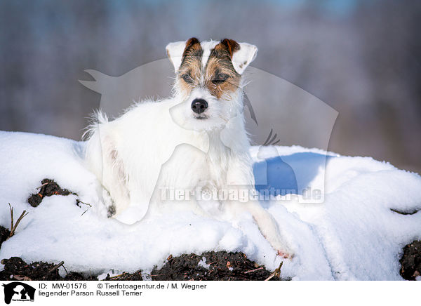 liegender Parson Russell Terrier / MW-01576