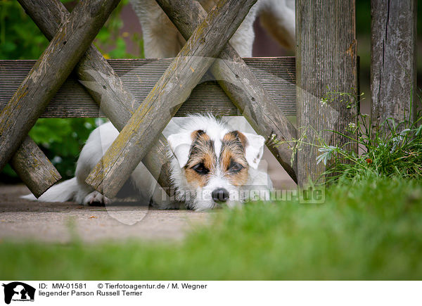 liegender Parson Russell Terrier / MW-01581
