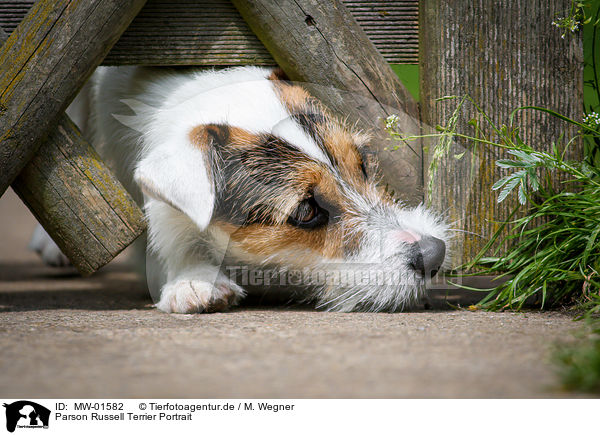 Parson Russell Terrier Portrait / MW-01582
