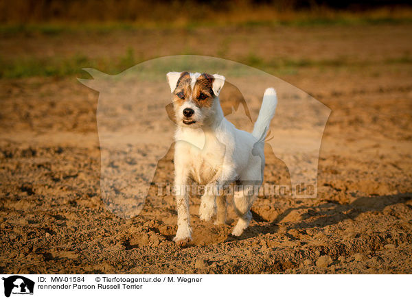 rennender Parson Russell Terrier / MW-01584