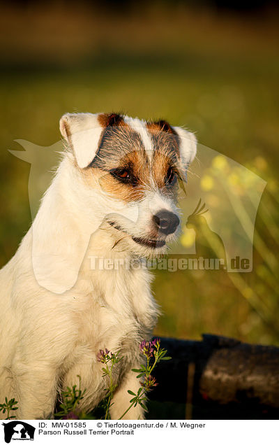 Parson Russell Terrier Portrait / MW-01585