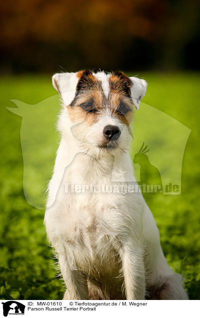 Parson Russell Terrier Portrait / Parson Russell Terrier Portrait / MW-01610