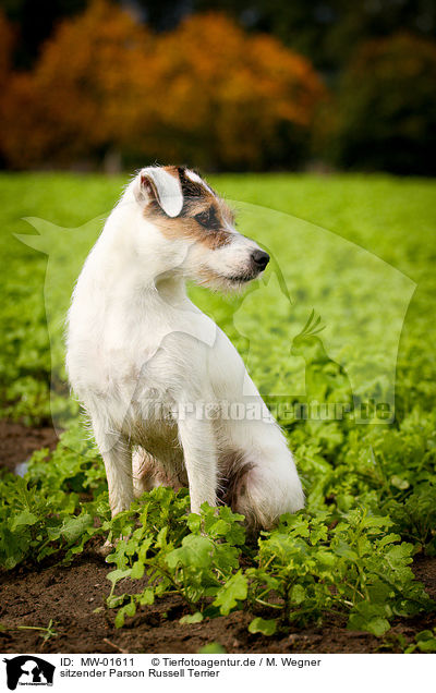 sitzender Parson Russell Terrier / sitting Parson Russell Terrier / MW-01611
