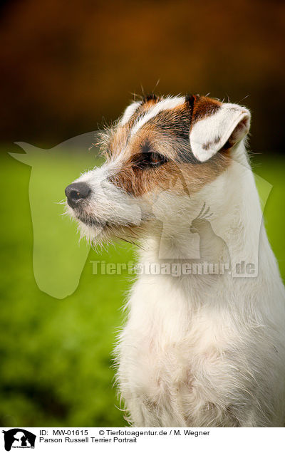 Parson Russell Terrier Portrait / Parson Russell Terrier Portrait / MW-01615
