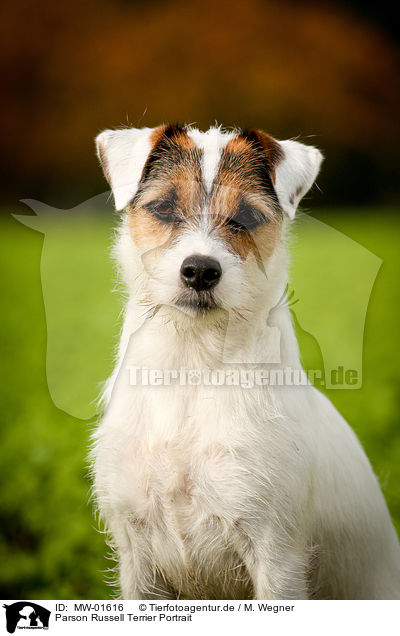 Parson Russell Terrier Portrait / Parson Russell Terrier Portrait / MW-01616