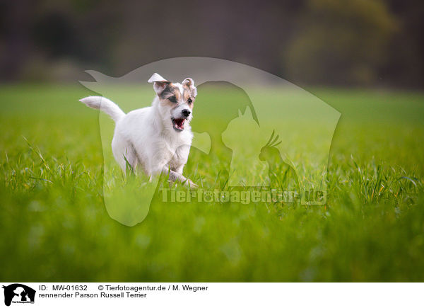 rennender Parson Russell Terrier / MW-01632