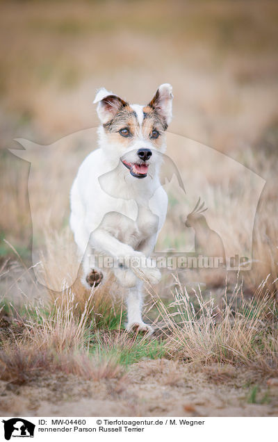 rennender Parson Russell Terrier / MW-04460