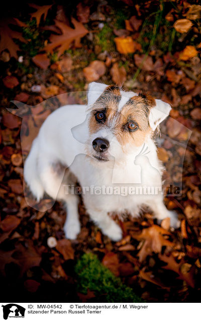 sitzender Parson Russell Terrier / MW-04542