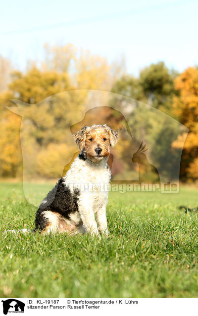 sitzender Parson Russell Terrier / sitting Parson Russell Terrier / KL-19187