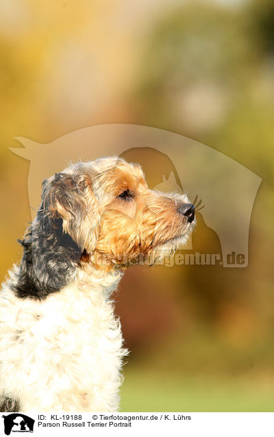 Parson Russell Terrier Portrait / Parson Russell Terrier Portrait / KL-19188