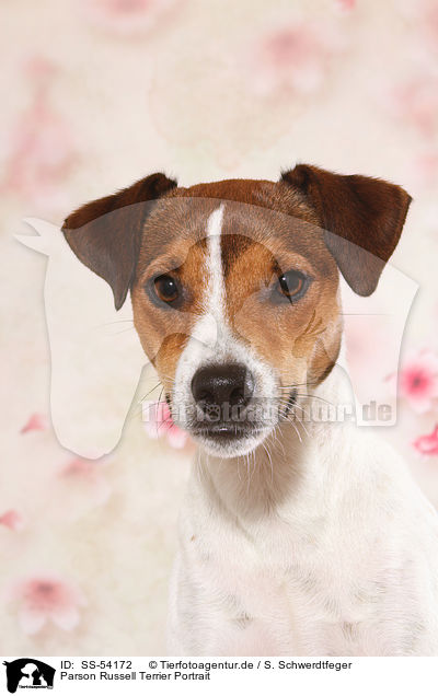 Parson Russell Terrier Portrait / SS-54172