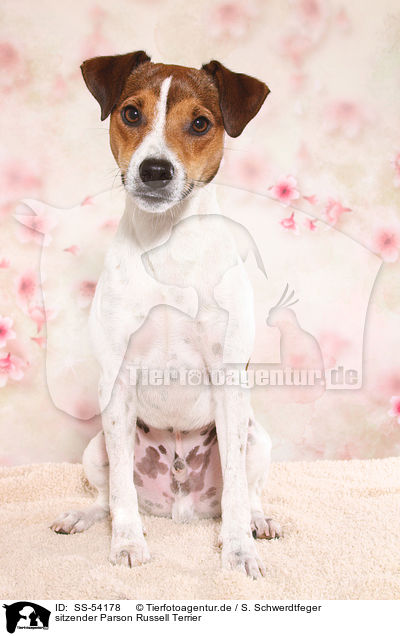 sitzender Parson Russell Terrier / sitting Parson Russell Terrier / SS-54178