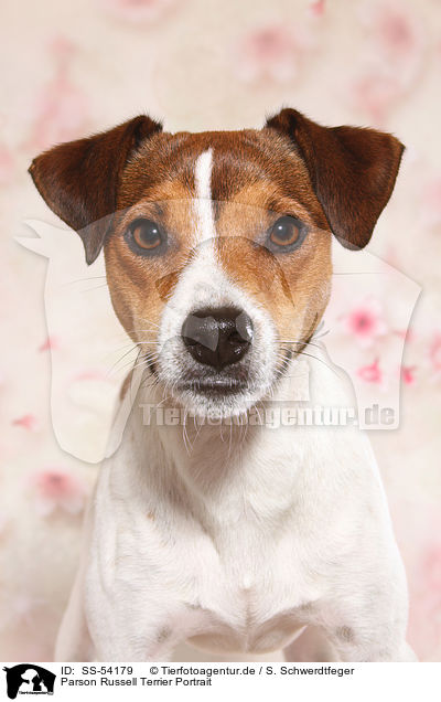 Parson Russell Terrier Portrait / SS-54179