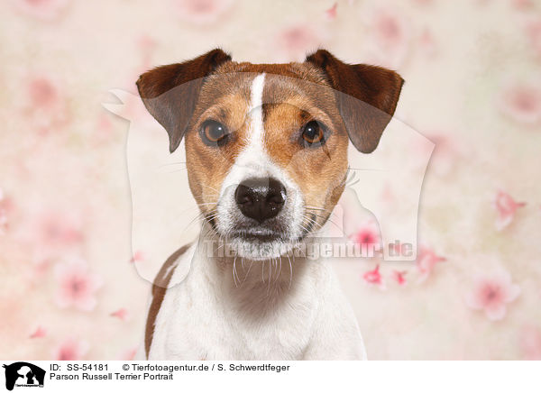 Parson Russell Terrier Portrait / Parson Russell Terrier Portrait / SS-54181