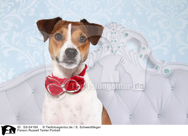 Parson Russell Terrier Portrait / SS-54189