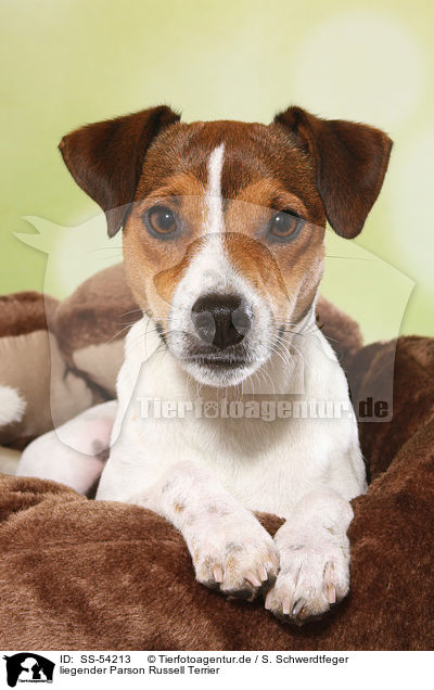 liegender Parson Russell Terrier / SS-54213