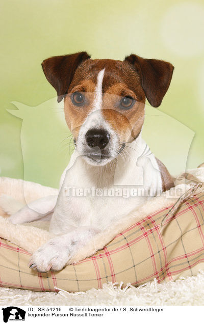 liegender Parson Russell Terrier / SS-54216