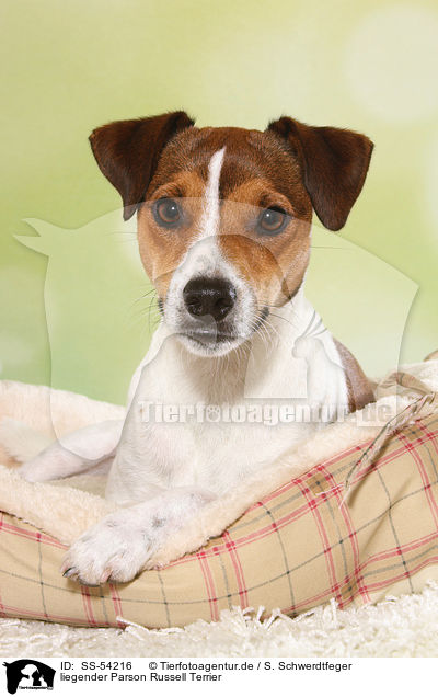 liegender Parson Russell Terrier / lying Parson Russell Terrier / SS-54216