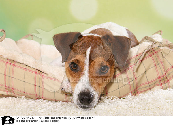 liegender Parson Russell Terrier / lying Parson Russell Terrier / SS-54217