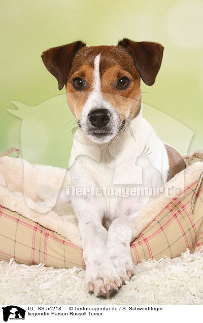 liegender Parson Russell Terrier / lying Parson Russell Terrier / SS-54218